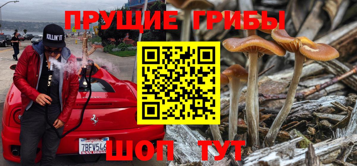 Галлюциногенные грибы Psilocybe Калач-на-Дону